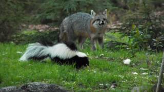 FOX AND A SKUNK