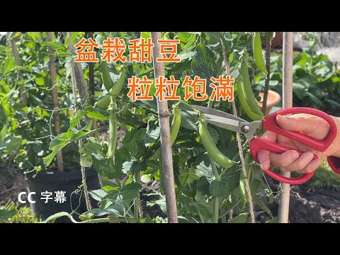 小土地怎樣種甜豆 在盆里长大?how to grow sweet peas in containers 盆栽甜豆的容器不要太小.种植时间在春秋季节,品种要选矮化的.甘い豆の栽培 小土地怎樣種甜豆 在盆里长大?how to grow sweet peas in containers 盆栽甜豆的容器不要太小.种植时间在春秋季节,品种要选矮化的.甘い豆の栽培