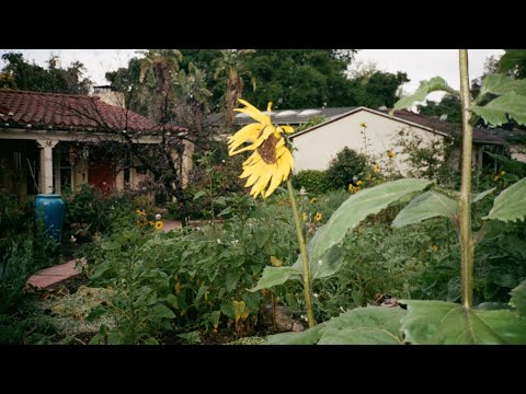 ALTADENA 4L visualizer 