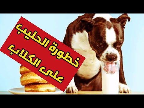 فيديو: زبادي للكلاب - فوائد الزبادي للكلاب