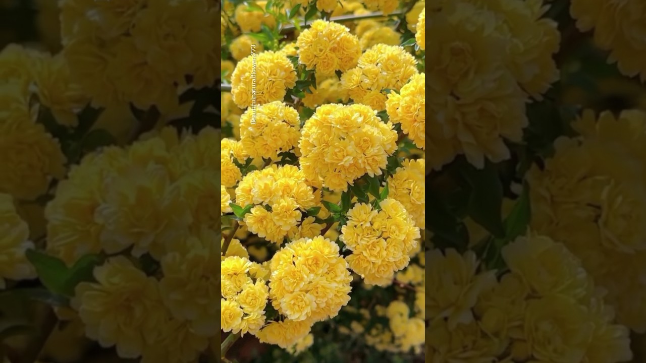 beautiful yellow flower 
