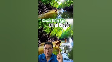 Khỉ giựt đồ và câu cá sấu Rừng Sác Cần Giờ #funny #khỉ #casau