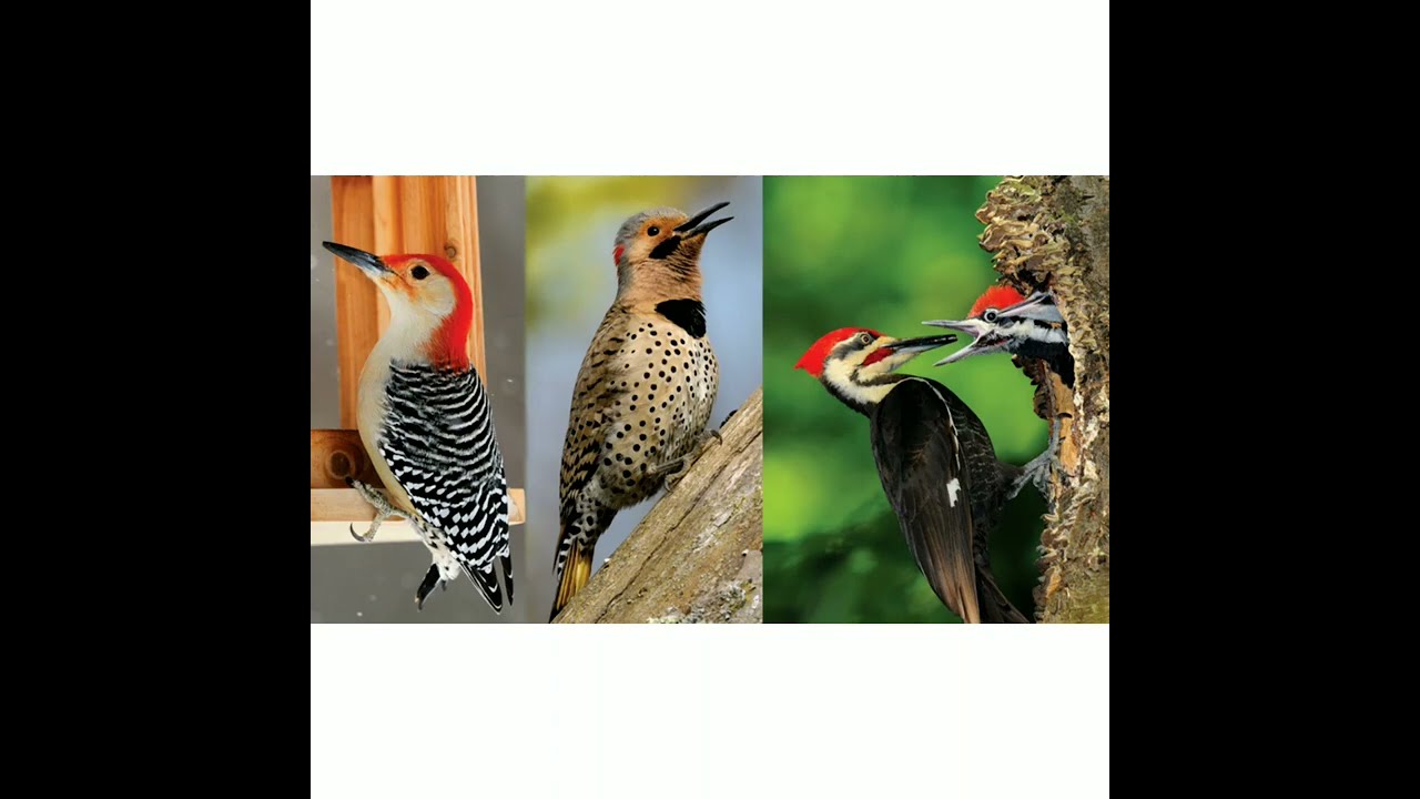 Most beautiful Woodpecker