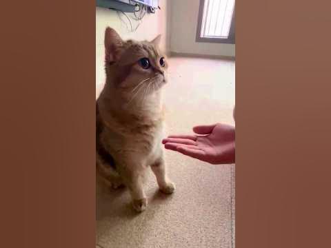 Input error - YouTube