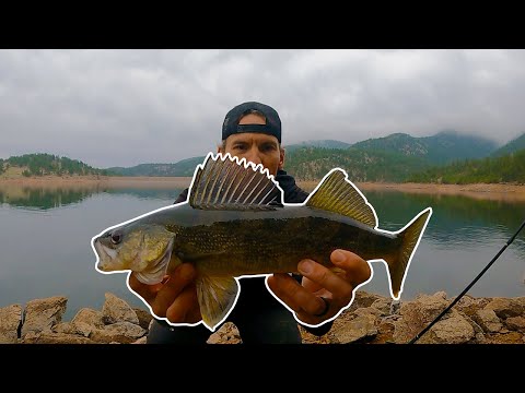 How to Fish for Wild Colorado Walleye in Man Made Reservoirs and Lakes with Jerkbaits and Crankbaits