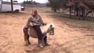 Minnie Dappled Pony Minnie Dappled Pony
