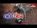 Police Filed A Case Over Missing Of Donkey
