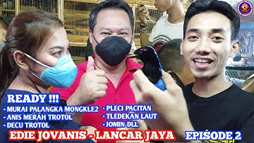 READY !!! PLECI PACITAN, MURAI PALANGKA MONGKLE2, DECU TROTOL, JOMIN DLL, EDIE JOVANIS - LANCAR JAYA