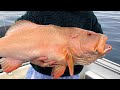 Huge Coral Trout, Nannygai, Grouper Rainbow Escape Charters at its best