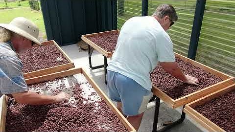 Drying Cacao Beans in Hawaii