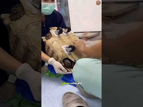 سلحفاة مبتورة الأرجل أنقذها الأطباء  