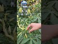 Someone picking my white chili 😄