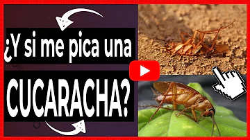 ¿Duelen las picaduras de cucaracha?