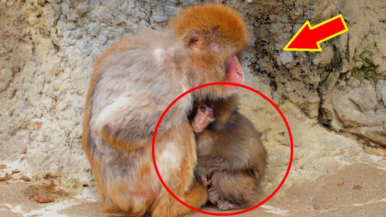 Why Baby Monkey Punch’s Mother Rejected Him Forever – The Heartbreaking Truth