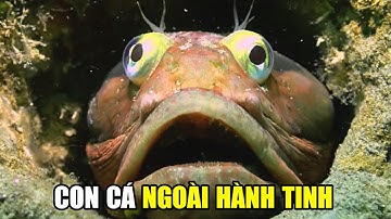 Cá Đầu Viền Thái Bình Dương | Khám Phá Thế Giới Động Vật Hoang Dã