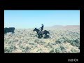 Handy Gentle AQHA Gelding Sale Video Handy Gentle AQHA Gelding Sale Video