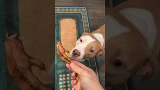 Making chicken feet treats for my dogs for under $5