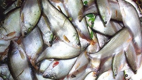 Mô hình nuôi cá thác lác cườm ghép cá sặc rằn cho hiệu quả kinh tế cao