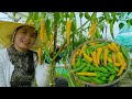 How to grow chilies plant from seeds  growing  yellow chili peppers pseed to harvest at home