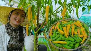 How to grow chilies plant from seeds / Growing  Yellow Chili Peppers p|Seed To Harvest at Home