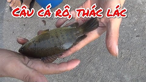 Câu Cá Rô, Thác Lác Cùng Cần Thủ Đến Từ Quận Bình Chánh