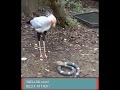 birb vs snek