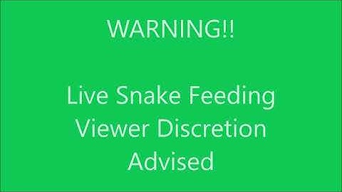 WARNING!!! Live feeding Sienna