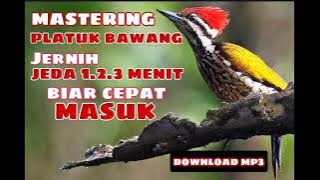 MASTERAN PLATUK BAWANG.JERNIH JEDA 1.2.3. MENIT