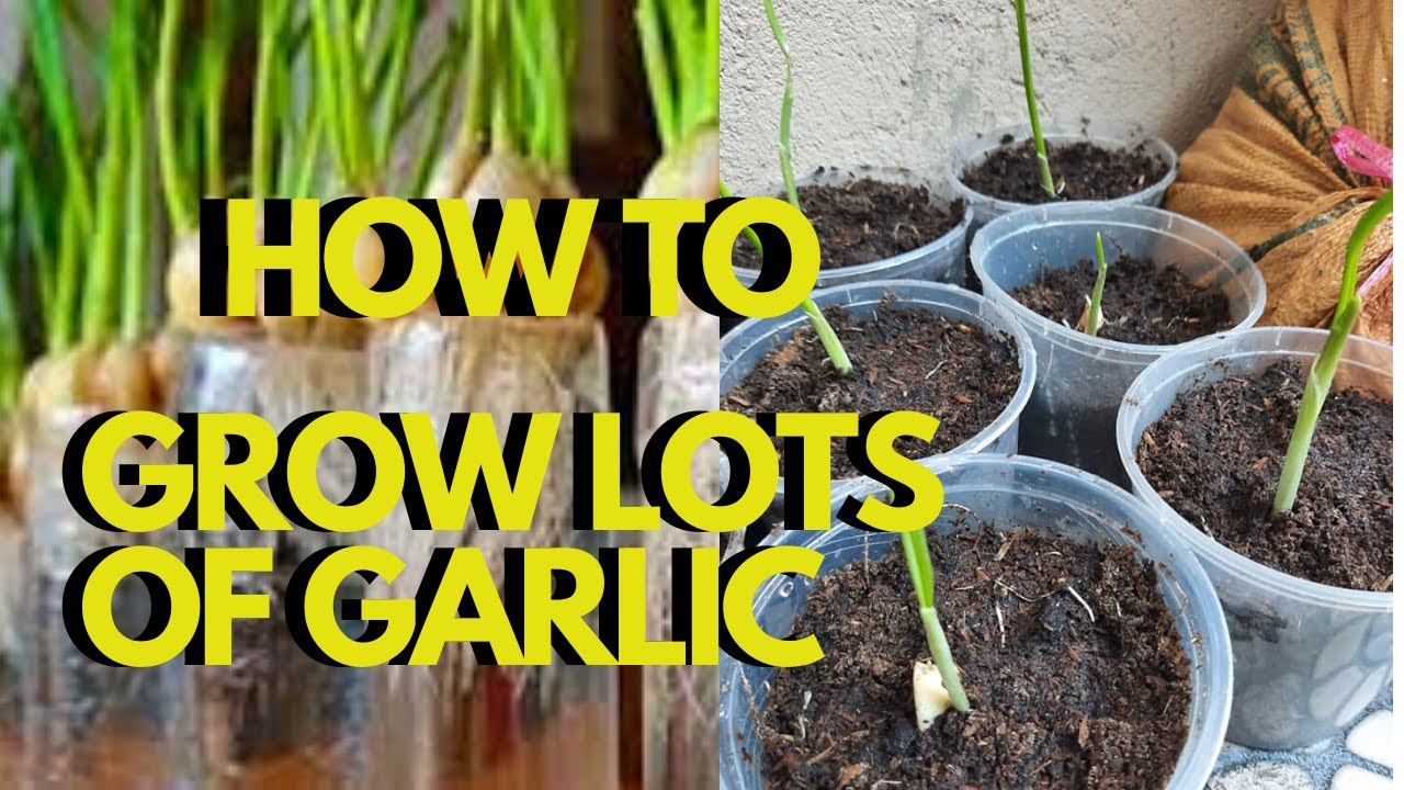 HOW TO PLANT GARLIC AT HOME (NEW METHOD) MY ECQ GARDENING YouTube