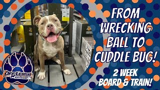 Chattanooga Dog Trainers - From Wrecking Ball to Cuddle Bug! by Off Leash K9 Training of the South 18 views 2 weeks ago 13 minutes, 9 seconds