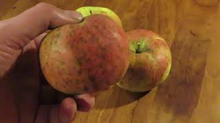 Sooty Blotch On Apples What It Is And An Easy Way To Remove It