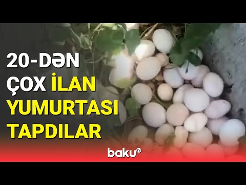 Video: Mövcud olmayan xəyanət