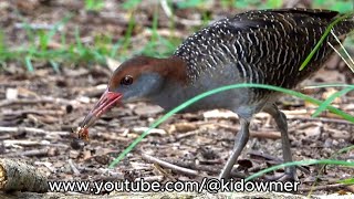 SLATY-BREASTED RAIL feeding Close-up, Singapore