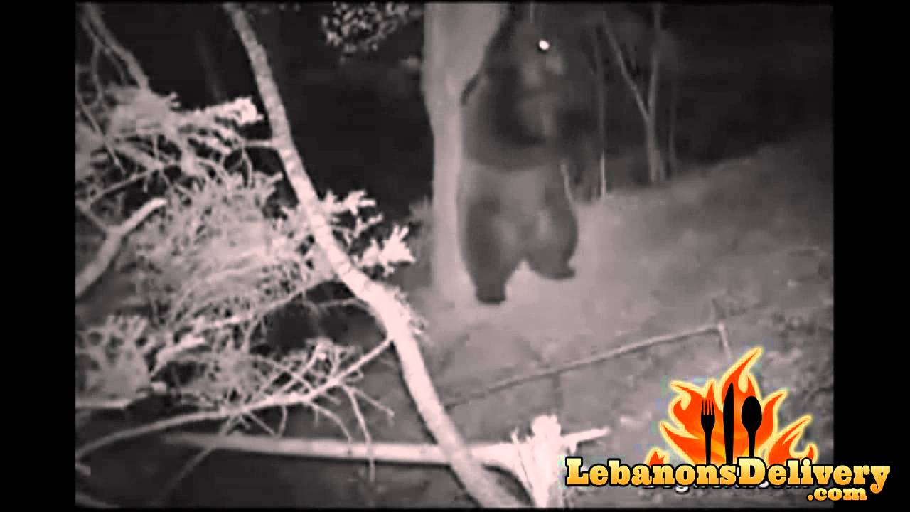 full videos dancing bear