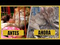 Júpiter, la historia del león que agoniza en Colombia