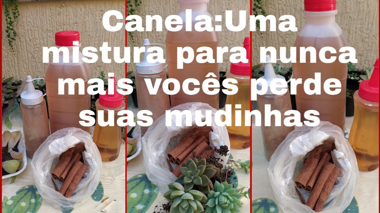 Canela:Como prepara a água da canela/Para enraíza suas mudinhas rápido