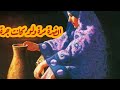 حكاية اصل مثل الضرة مرة ولو تكون جرة حكاية اصل مثل الضرة مرة ولو تكون جرة