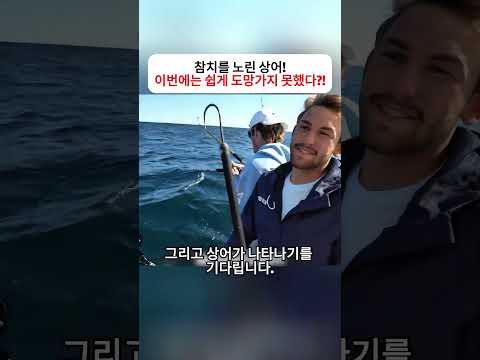 참치를 노린 상어! 이번에는 쉽게 도망가지 못했다?!  #해양생태계 #바다의왕 #자연관찰 #생생한장면 thumbnail