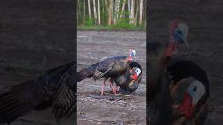 Aggressive Setup! Turkey Didn’t Stand a Chance #hunting #onekill #like #birds #shorts #chase #hunter