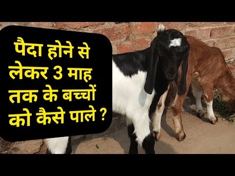 वीडियो: क्या आप एक ही पिता के साथ बकरियां पाल सकते हैं?