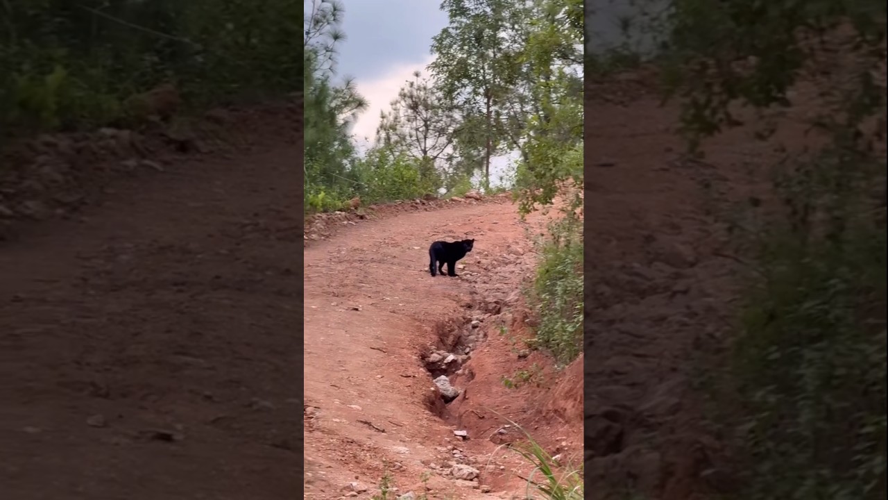 Black leopard spotted for the first time in Nepal,  