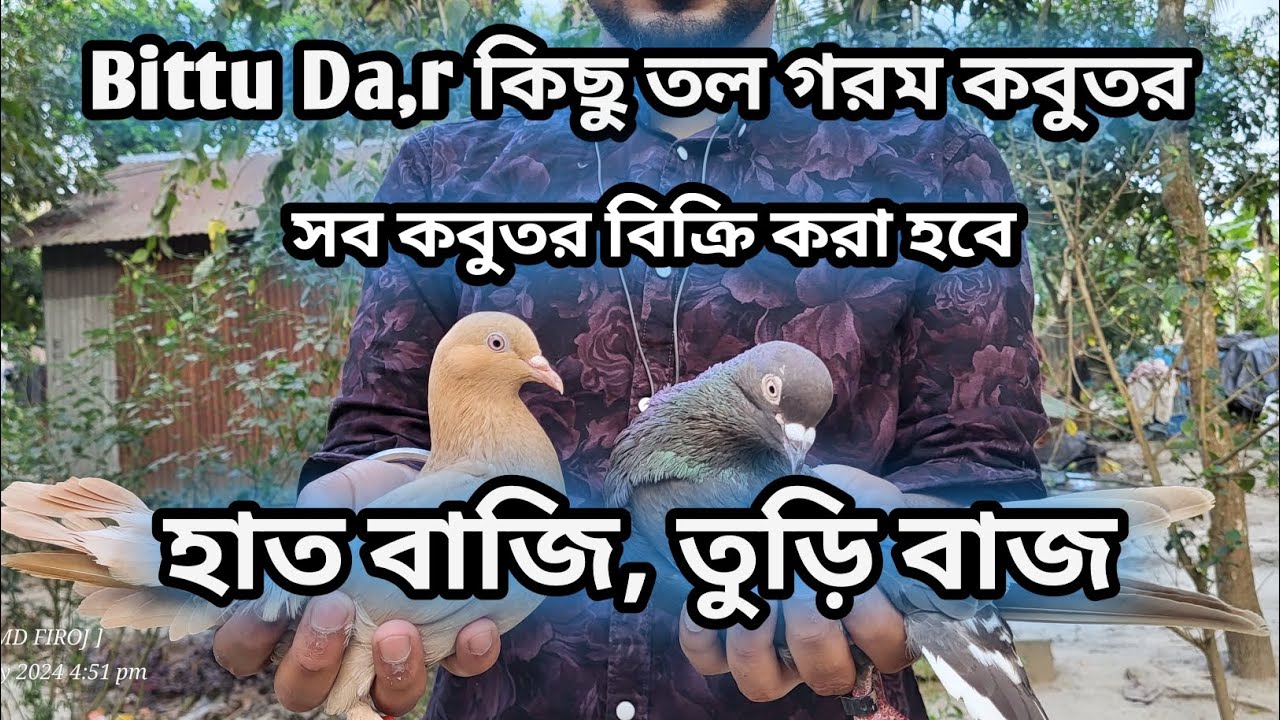 Bitu Dar Bittu dar হাত বাজি কবুতর | সব কবুতর বিক্রি করা হচ্ছে | roller pigeon ...