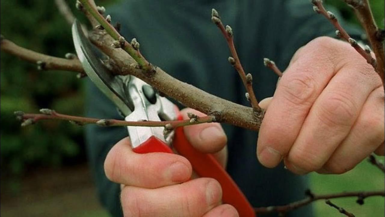 Можно ли срезать ветки. Обрезать абрикос весной. Кербовка яблонь. Обрезка плодовых деревьев весной абрикос. Обрезанная ветка дерева.