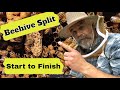 Split a Beehive, Start to Finish, from Layens Horizontal Hive