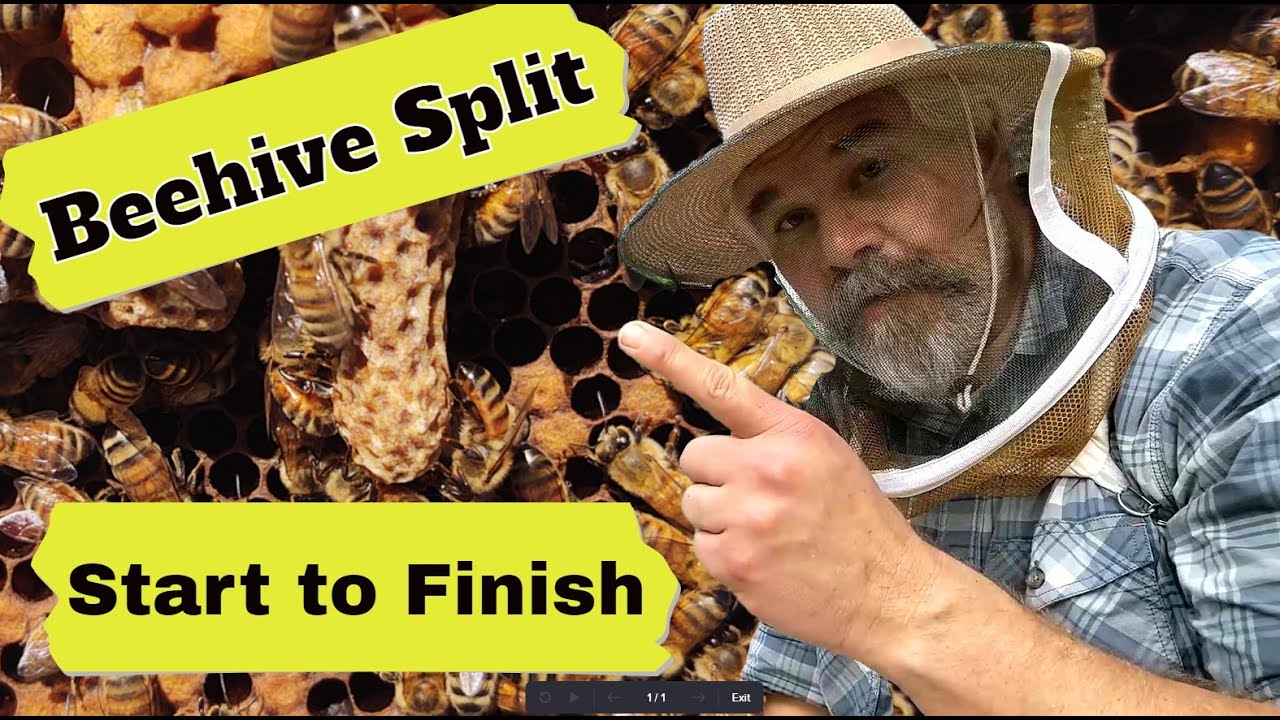 Split a Beehive, Start to Finish, from Layens Horizontal Hive