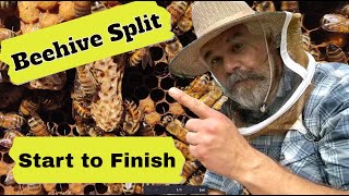 Split a Beehive, Start to Finish, from Layens Horizontal Hive