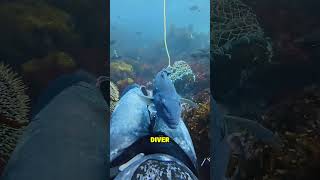 Unbelievable Bond Between Diver and Giant Blue Fish ππ€Ώ | Sharing Sea Urchin Underwater Unbelievable Bond Between Diver and Giant Blue Fish ππ€Ώ | Sharing Sea Urchin Underwater
