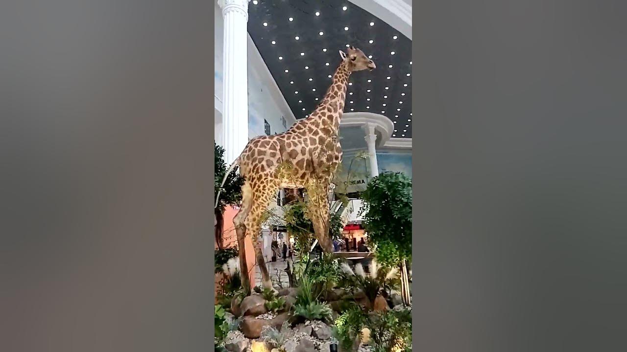 #екатеринбург #гринвич привезли из #африки чучело #жирафа🦒 - YouTube
