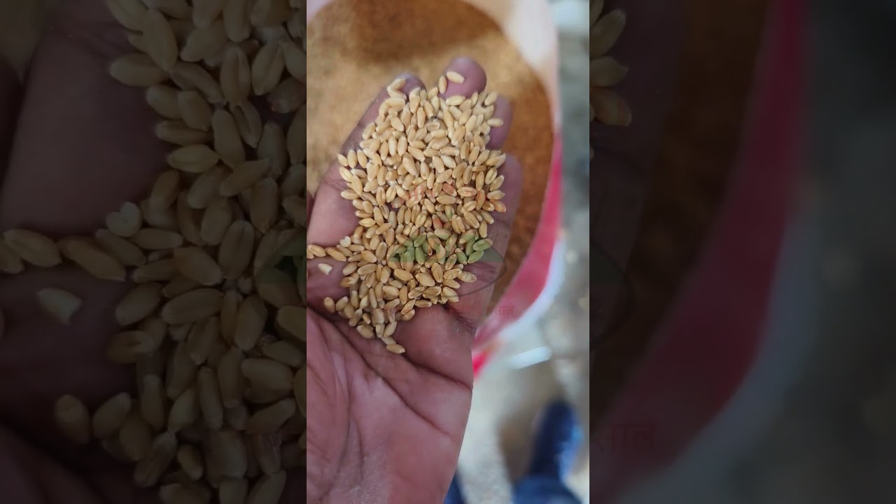 The Journey of Pure Wheat | DP Gold Premium Sharbati Wheat
