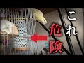 【注意】寒い時期の味方！保温電球に潜む危険・・・実体験をお話しします【インコ】